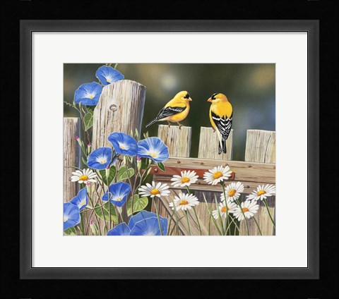 Framed Morning Glories and Finches Print