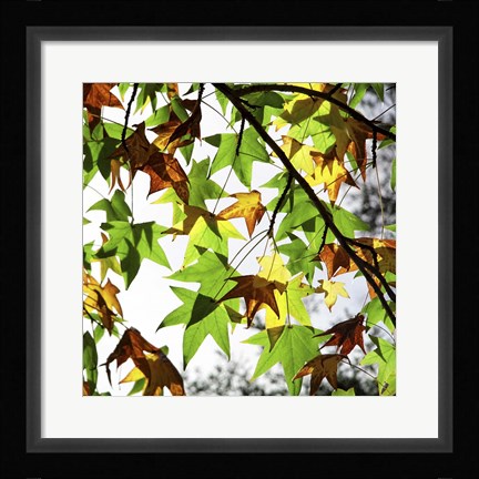 Framed First Signs Of Autumn Print