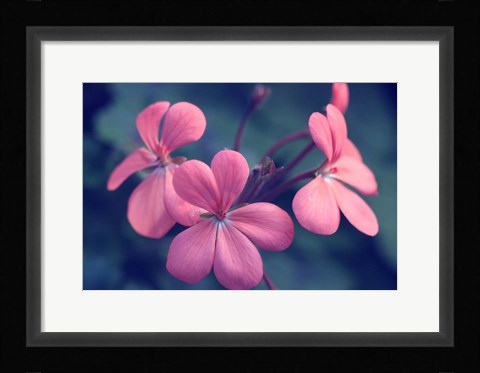 Framed Say It With Flowers Print