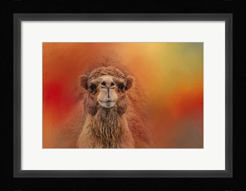 Framed Dromedary Camel Print
