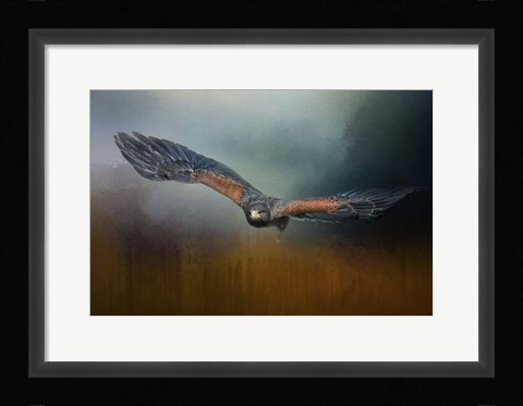 Framed Flight Of The Harris Hawk Print