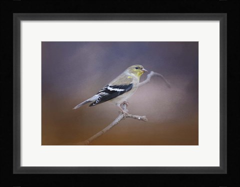 Framed Goldfinch In The Light Print