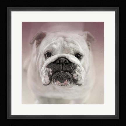 Framed Got Treat Bulldog Puppy Print