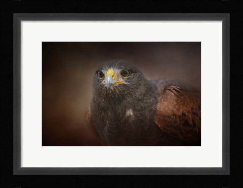 Framed Portrait Of The Harris Hawk Print