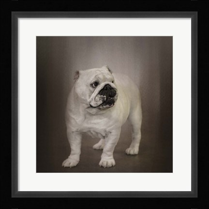Framed Quiet Observer Bulldog Puppy Print