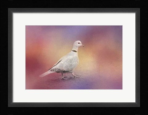 Framed Spring Eurasian Collared Dove Print