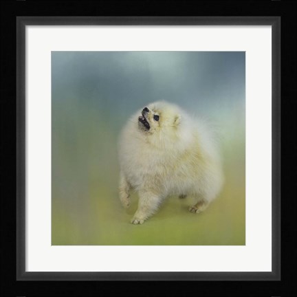 Framed Watching For Rain Drops Pomeranian Print