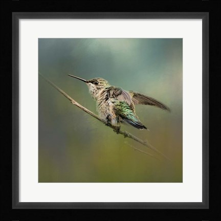 Framed Hummingbird In Spring Storm Print