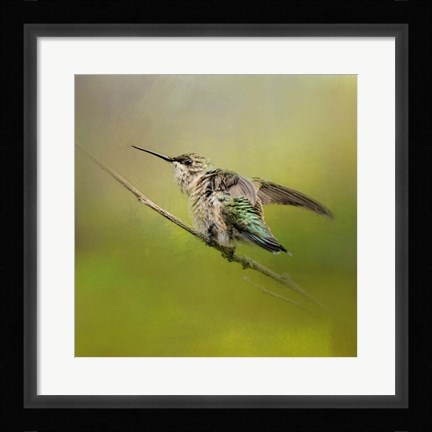 Framed Hummingbird On Lime Print