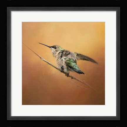 Framed Hummingbird On Peach Print