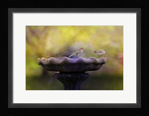 Framed Finches On The Bird Bath Print