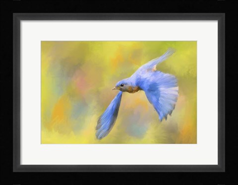 Framed Bluebird Spring Flight Print