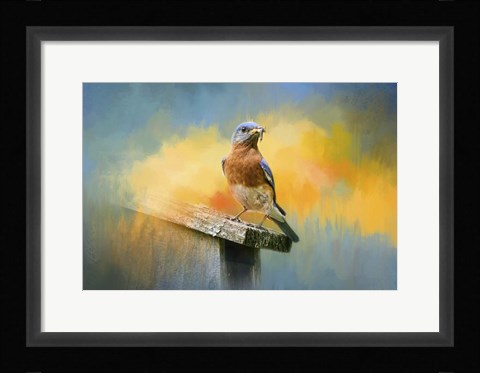 Framed Bluebird Mealtime Print