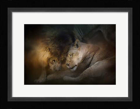 Framed Lion Love Print