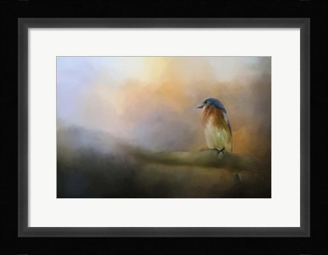 Framed Bluebird In The Perfect Light Print