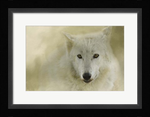 Framed Portrait Of A Timber Wolf Print