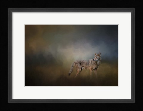 Framed Coyote At Shiloh Print