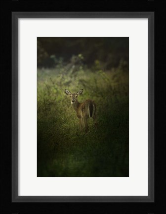 Framed Fawn In The Field Print