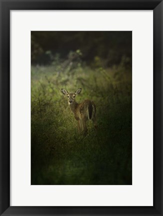 Framed Fawn In The Field Print