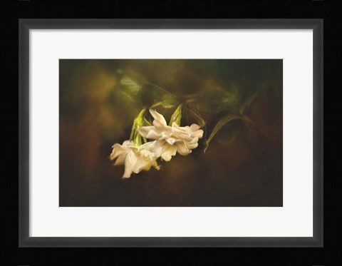 Framed Gardenia In The Garden Print