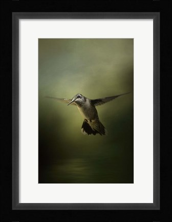 Framed Hummingbird Over Water Print