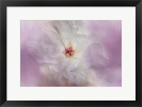 Framed White Peony 4 Print