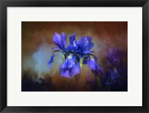 Framed Blue Iris Blooms Print