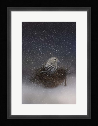Framed Keeping Warm In My Nest Print