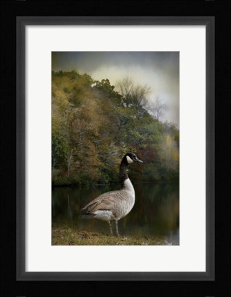 Framed Canadian Goose Print
