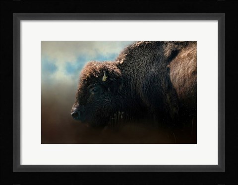 Framed American Bison After The Storm Print