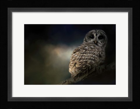 Framed Barred Owl On A Winter Night Print