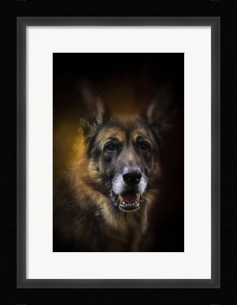 Framed Shepherd Glow Print