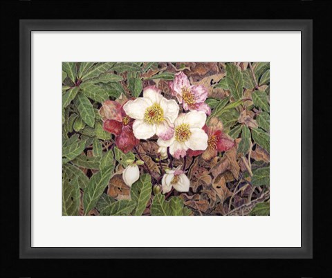 Framed Hellebores Print