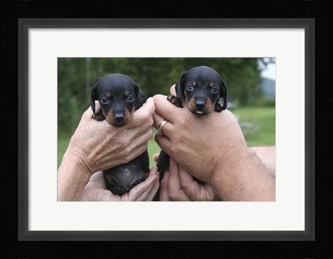 Framed Two Puppies Print