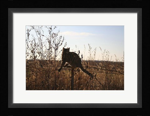 Framed Cats on Fence Print