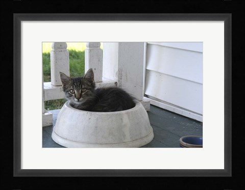Framed Cat in a Bowl Print