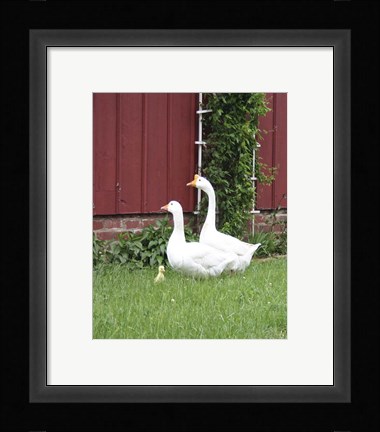 Framed Geese Family Print