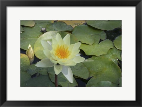 Framed Pond Lily - White Print