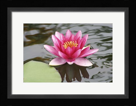 Framed Pond Lily Purple Lily Reflecting Print
