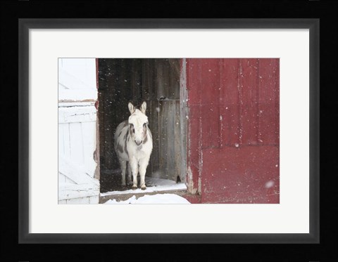 Framed White Pony Print