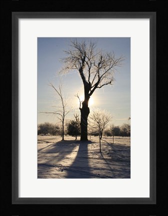 Framed Winter Sun Behind Old Tree Print