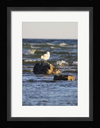 Framed Lone Bird Print