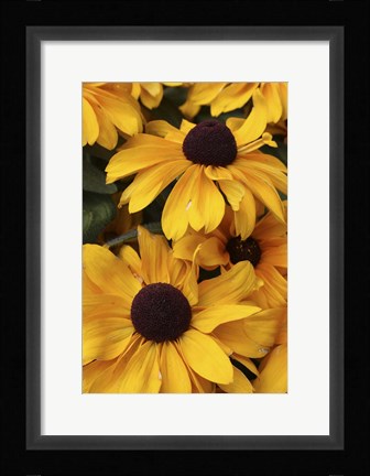 Framed Daisies Print