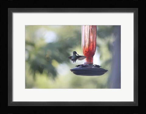 Framed Hummingbird 2 Print