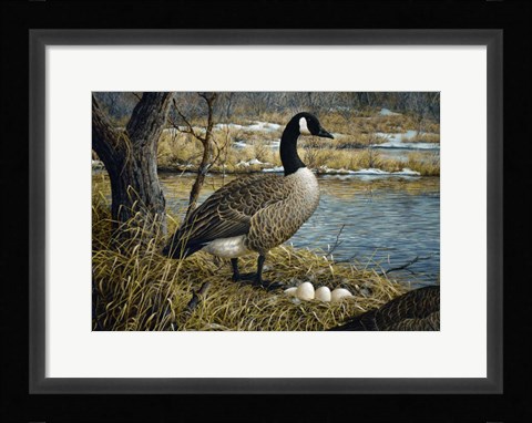 Framed Canadian Goose Print