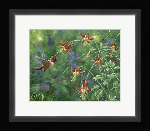 Framed Rufous Hummingbird Print