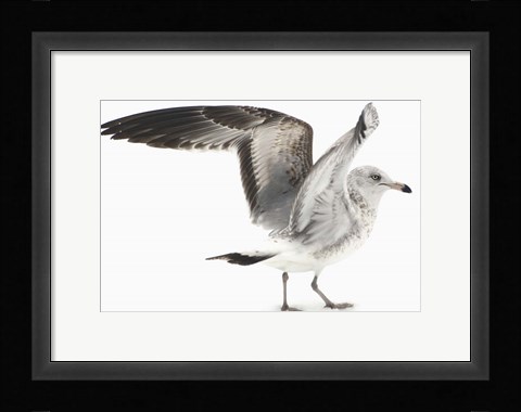 Framed Gull I Print