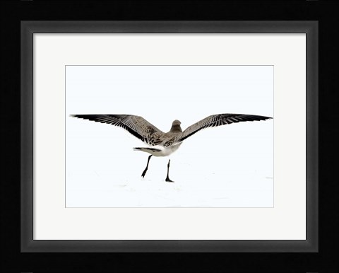 Framed Gull III Print