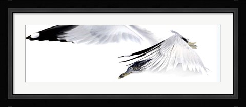 Framed Gull in Flight Print