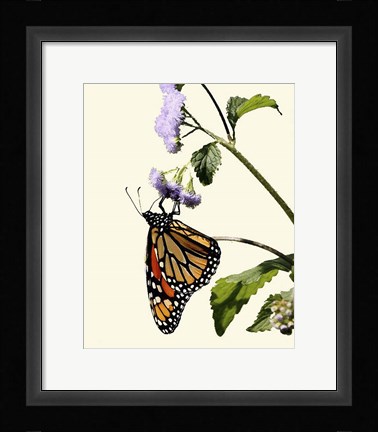 Framed Butterfly Print